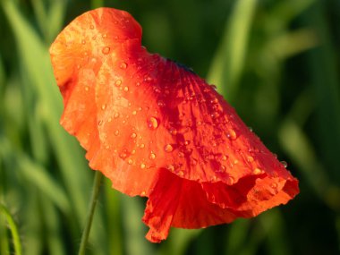 Parlak ve canlı kırmızı kır çiçekli gelincik çiçeği (Papaver rhoeas), altın saat aydınlatmasında yağmurdan sonra su damlalarıyla kaplıdır. Macro, kapat.