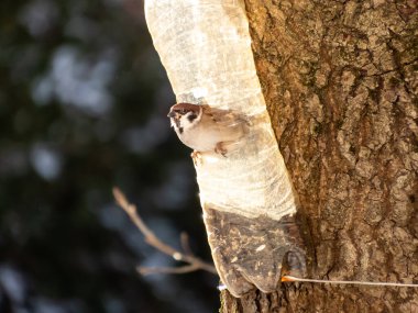 Ev serçesi (Passer domesticus), kış günü tekrar kullanılan plastik şişeden yapılan kuş yemliğini ziyaret ediyor. Ağaçta asılı duran kuş yemi şişesi.
