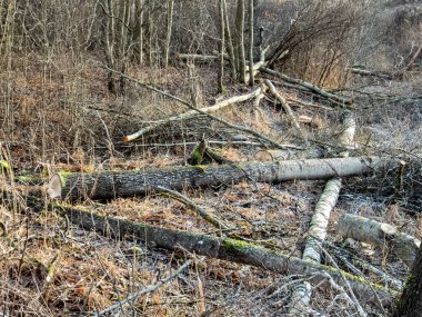 Yerde yatan ağaç kütüklerini kesin. Ormanların yok edilmesi ve yok edilmesi kavramı