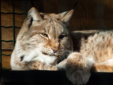 Orta büyüklükte uykulu vahşi bir kedinin portresi ve yakın çekimi Avrasyalı vaşak (vaşak) güneşli bir günde muhafaza altında oturuyor. Makro yan görüş. Avrupa ve Sibirya ormanlarında yaşayan vahşi kedi.