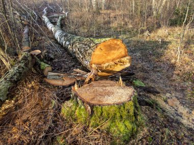 Yerde yeşil yosun olan eski ağaç kütüklerini kesin. Ormanların yok edilmesi konsepti. Kış güneşli gün
