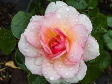 Yaprakların üzerine yağmur damlalarıyla kaplı güzel pembe ve beyaz bir gül. Su damlacıklarıyla kaplı gül yapraklarından ilham verici bir makro çekim.