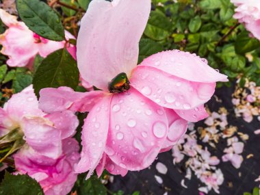 Su damlalarıyla kaplı pembe gül yaprakları üzerinde yeşil ve bakır gül chafer (Cetonia aurata). ön görünüm