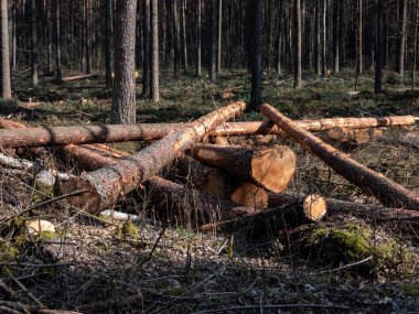 Baharda güneşli bir günde ormanda yerde yatan ağaç kütüklerini kes. Ormanların yok edilmesi kavramı.