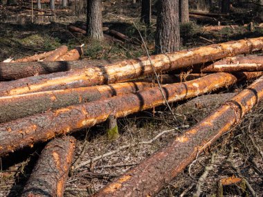 Baharda güneşli bir günde ormanda yerde yatan ağaç kütüklerini kes. Ormanların yok edilmesi kavramı.