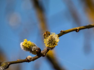 Bahar tabirinin ilk belirtileri: çiçek açan söğüt çiçekleri. Arının polen ve mavi gökyüzü arkaplanındaki makro çekimi