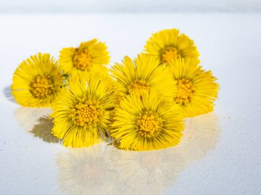 Parlak sarı kolayak (Tussilago farfara) çiçeğinin beyaz üzerindeki makro görüntüsü, güneş ışığında izole edilmiş arka plan ve aşağıdaki yansıma