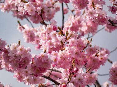 Romantik parlak pembe Japon kirazı (sakura) gri gökyüzü ile çiçek açar