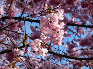 Mavi gökyüzü ile narin pembe Japon sakura çiçekleri