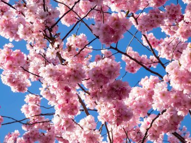 Pembe Japon kiraz ağacı sakura çiçekleri açık mavi gökyüzü ve güneş ışığı