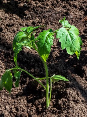 Güneşli bir günde bahçedeki serada toprakta yetişen domates tohumları. Bahçıvanlık konsepti ve gıda yetiştirme.