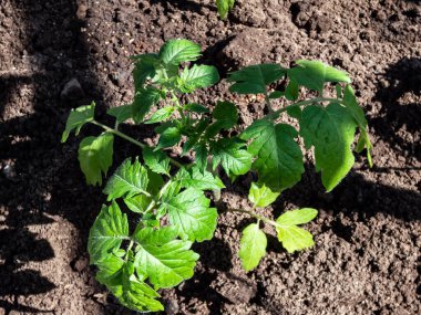 Güneşli bir günde bahçedeki serada toprakta yetişen domates tohumları. Bahçıvanlık konsepti ve gıda yetiştirme.