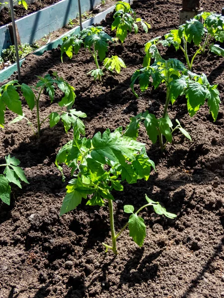 Sadzonki Pomidorów Rosnące Glebie Szklarni Ogrodzie Słoneczny Dzień Koncepcja Ogrodnictwa — Zdjęcie stockowe