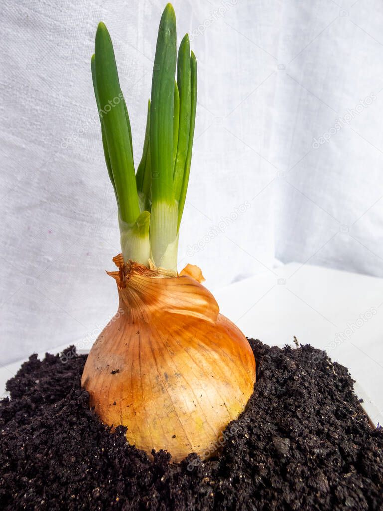 Home-grown Onion with chives growing in soil with whit background