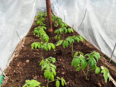 Bahçedeki beyaz tarım filmlerinin altında seradaki toprakta yetişen domates tohumları. Bahçıvanlık konsepti ve gıda yetiştirme