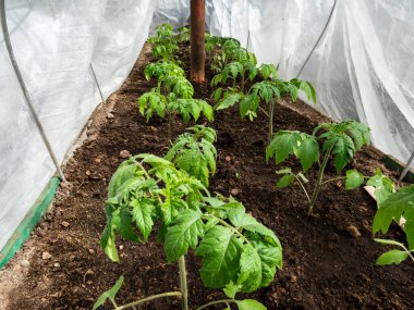 Bahçedeki beyaz tarım filmlerinin altında seradaki toprakta yetişen domates tohumları. Bahçıvanlık konsepti ve gıda yetiştirme