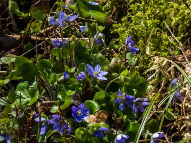 Yaban çiçekleri grubu Anemone hepatikası - İlkbahar güneşinde ormanda yeşil yapraklı karaciğer otu