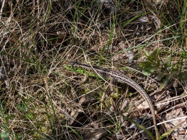 Erişkin erkek kum kertenkelesi (Lacerta agilis) parlak yeşil çiftleşme mevsiminde, brigth güneşin altında çimlerde saklanıyor ve güneşleniyor.