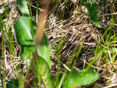 Erişkin erkek kum kertenkelesi (Lacerta agilis) parlak yeşil çiftleşme mevsiminde, brigth güneşin altında çimlerde saklanıyor ve güneşleniyor.