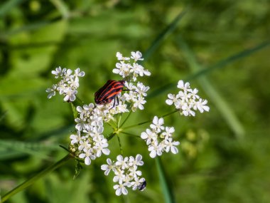 Yeşil arka planı olan beyaz bir çiçekte çizgili siyah ve kırmızı kalkan böceği. Vücudun üst tarafının rengi kırmızı, geniş siyah boylamsal şeritli.