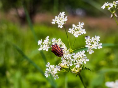 Yeşil arka planı olan beyaz bir çiçekte çizgili siyah ve kırmızı kalkan böceği. Vücudun üst tarafının rengi kırmızı, geniş siyah boylamsal şeritli.