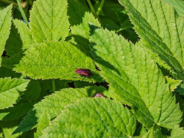 Yeşil yapraklı çizgili siyah ve kırmızı kalkan böceği (Graphosoma lineatum)