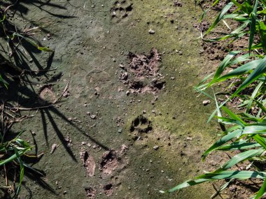 Yerde kurumuş yeşil çamurda tilki (Vulpes vulpes) ayak izlerinin yanında bir geyik yumurtası (Capreolus capreolus) ayak izlerine yakın dur.