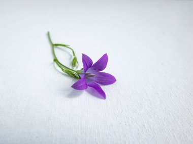 Beyaz arkaplanda izole edilmiş güneş ışığı üzerine yayılan mor Çan Çiçeği (Campanula patula)