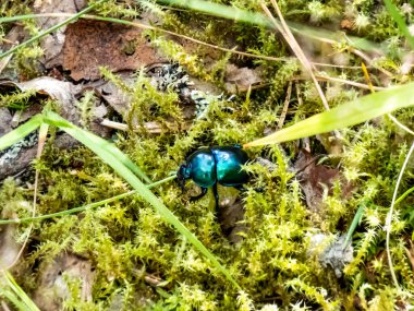 Parlak ve renkli bahar böceği - Geotrupes vernalis L. (Trypocopris vernalis) ormanda yosun üzerinde. Kapat.