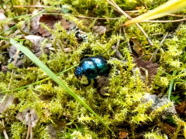 Parlak ve renkli bahar böceği - Geotrupes vernalis L. (Trypocopris vernalis) ormanda yosun üzerinde. Kapat.