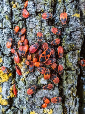 Kırmızı ve siyah kundakçıların (yetişkinler ve periler) yakın çekim görüntüleri (Pyrrhocoris apterus) ağaç kabuğunda toplanma oluşturur