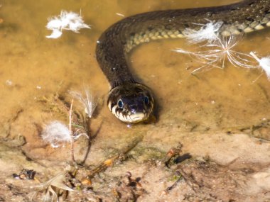 Suda kuğu tüyüyle kirlenmiş siyah çim yılanı portresi (Natrix natrix). Avrasya 'da zehirli olmayan Colubrid yılanı avlanıyor. Avını bekliyor.