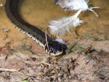 Suda kuğu tüyüyle kirlenmiş siyah çim yılanı portresi (Natrix natrix). Avrasya 'da zehirli olmayan Colubrid yılanı avlanıyor. Avını bekliyor.