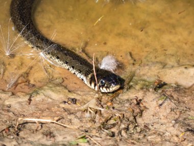 Suda kuğu tüyüyle kirlenmiş siyah çim yılanı (Natrix natrix) vuruşu. Avrasya 'da zehirli olmayan Colubrid yılanı avlanıyor. Avını bekliyor.