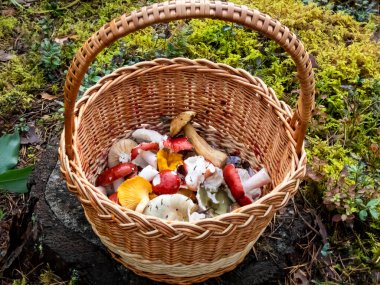 Ağaç sapında ahşap sepet renkli mantarlarla dolu - russula rosea, chanterelles. Mantar toplama geleneği