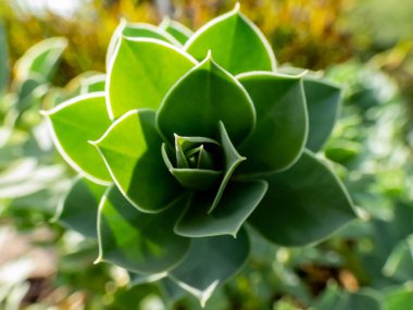 Myrtle spurge (Euphorbia myrsinites) parlak güneş ışığında mavimsi yeşil yaprakların spiralleri. Ebedi yeşil, sulu uzun ömürlü. Kapalı spirallerde yayılan etli, mavi-yeşil yapraklar.