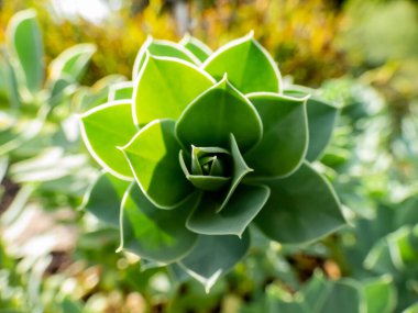Myrtle spurge (Euphorbia myrsinites) parlak güneş ışığında mavimsi yeşil yaprakların spiralleri. Ebedi yeşil, sulu uzun ömürlü. Kapalı spirallerde yayılan etli, mavi-yeşil yapraklar.