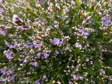 Beş yapraklı yaban çiçeği latifolium (limonyum latifolium) Macro shot 'ı. Güzel ve narin çiçek arkaplanı