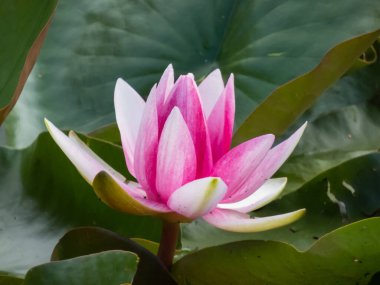 Güzel ve parlak pembe nilüfer çiçekleri yeşil yaprakların üzerinde sarı bir çiçek açıyor. Güzel yeşil yapraklar ve beyaz çiçek arkaplanı