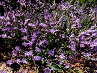 Beş yapraklı leylak yapraklı yaban çiçeği latifolium (limonyum latifolium). Güzel ve narin çiçek arkaplanı