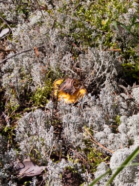 Chanterelle mantarı ve gri ren geyiği liken (Cladonia rangiferina) ormandadır.