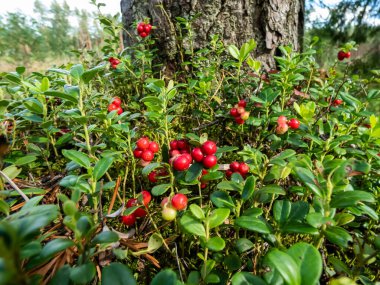 Mükemmel olgun, kırmızı yaban mersinleri bir çalılık üzerinde (Aşı vitis-idaea) grup arasında çalılar ve parlak güneş ışığı üzerinde yapraklar