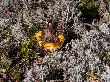 Ormandaki gri ren geyiği likininde Chanterelle mantarı (Cladonia rangiferina)