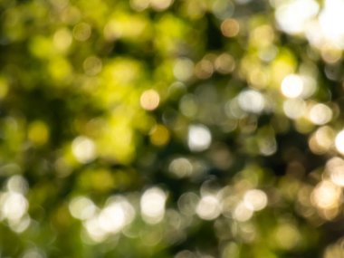 Yeşil bokeh etkisi ve kasten yeşil yaprakların arasından geçen güneş ışığının bulanık görüntüsü. Yeşil ve taze bir his. Bulanık arkaplan ve güzel doğa tonlarında fotografik bokeh etkisi.