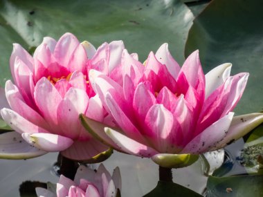 Güzel ve parlak pembe nilüfer çiçekleri yeşil yaprakların üzerinde sarı bir çiçek açıyor. Güzel yeşil yapraklar ve beyaz çiçek arkaplanı