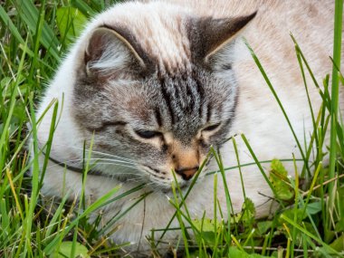 Güzel beyaz ve çizgili kedilerin portresi. Mavi gözlü, çimenlerde oturan, çok duygusal bir kedi. Sinirli ve komik yüzlü kedi portresi