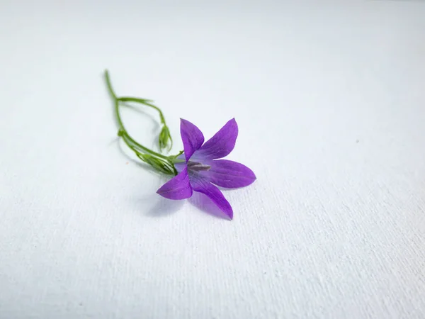 Purple Spreading Bellflower Campanula Patula Sunlight Isolated White Background — Stock Photo, Image