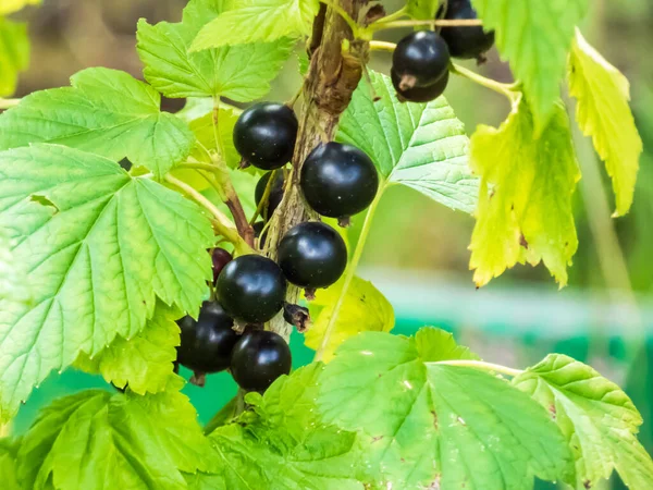 Mükemmel olgun kuşüzümü (ribes nigrum) ev bahçesindeki güneş ışığında yeşil yapraklar arasında dalda. Yazın tadı