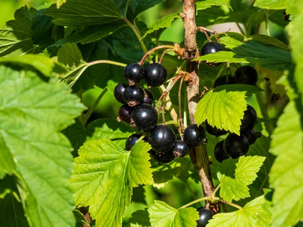 Mükemmel olgun kuşüzümü (ribes nigrum) ev bahçesindeki güneş ışığında yeşil yapraklar arasında dalda. Yazın tadı