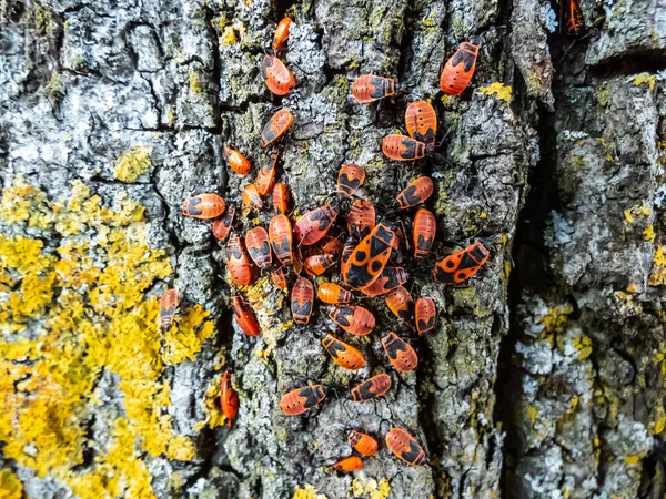 Kırmızı ve siyah kundakçıların (yetişkinler ve periler) yakın çekim görüntüleri (Pyrrhocoris apterus) ağaç kabuğunda toplanma oluşturur